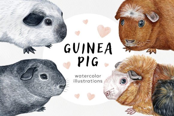 Guinea Pig 6 Set Watercolor Illustration: A Design Evaluation